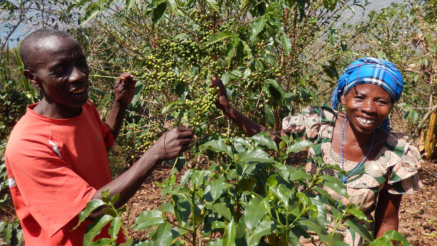 Producteur cafÃ© coopÃ©rative SOPACDI au Congo 250g